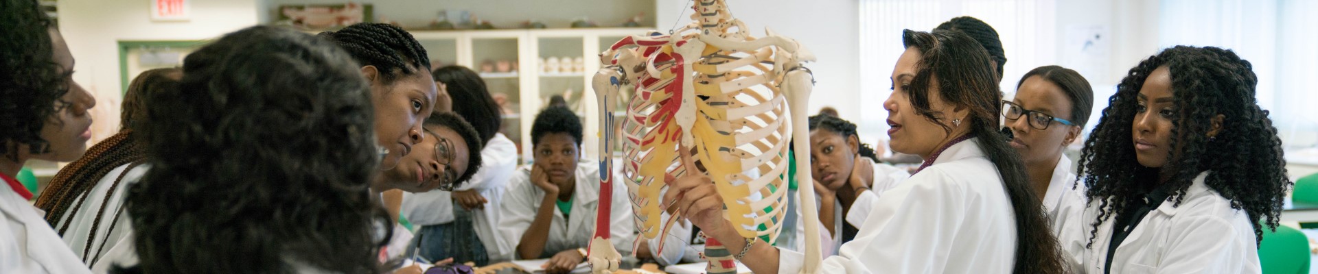 Anatomy