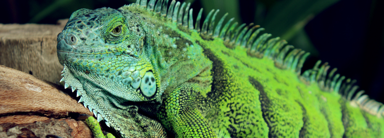 [Biosecurity] Living a Wild Life Part 2: Wildlife, Zoonoses, Pandemics and One Health