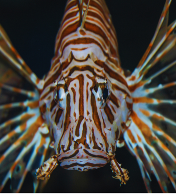 CERMES Leading the Charge Against Invasive Species 