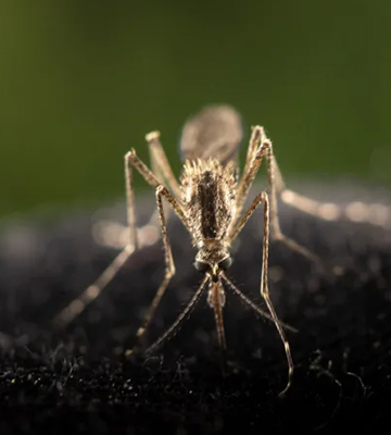Putting Pesky Mosquitoes to REST