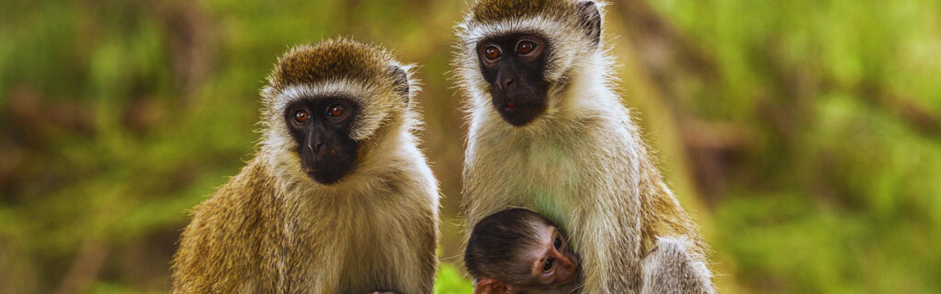 Exploring Non-Lethal Deterrents for Marauding Monkeys