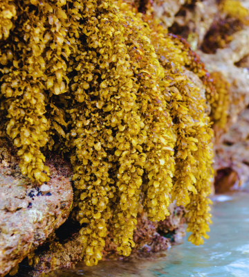 Sargassum Adaptation Strategies 