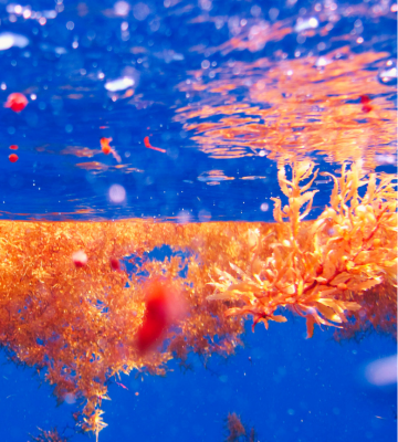 Sargassum Sustains Inventors and Innovators