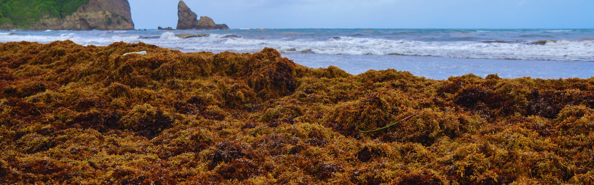 Sargassum Adaptation Strategies 