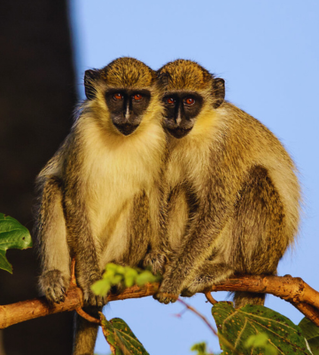 Exploring Non-Lethal Deterrents for Marauding Monkeys