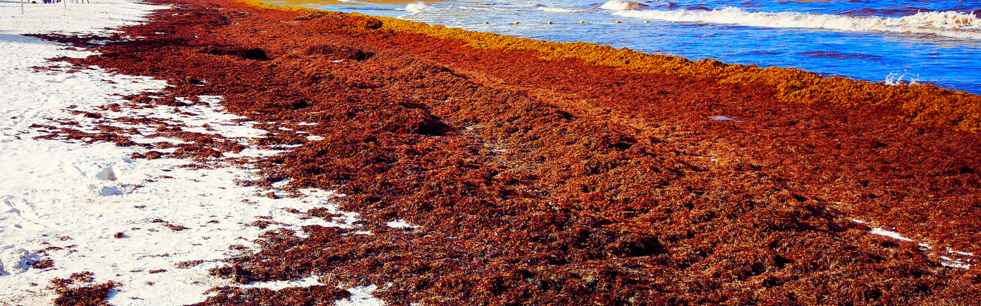Sargassum Sustains Inventors and Innovators