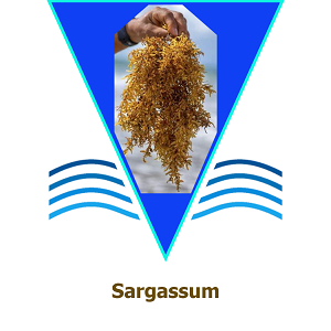 Sargassum
