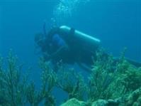 The Community-based Coral Reef Monitoring and Management Project